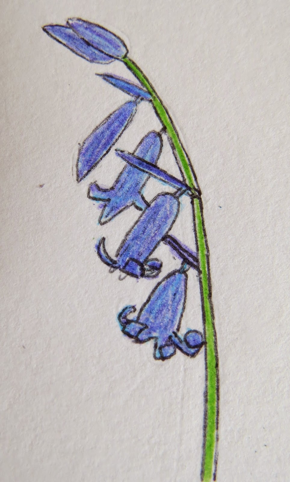 The Autistic Naturalist How To Draw Bluebells