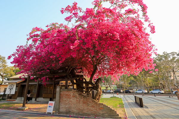 台中西區國家漫畫博物館九重葛花開燦爛，結合日式建築充滿懷舊感