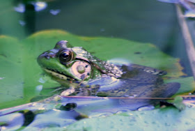 Nature walk in Royal Botanical Garden - The frogs :: All Pretty Things