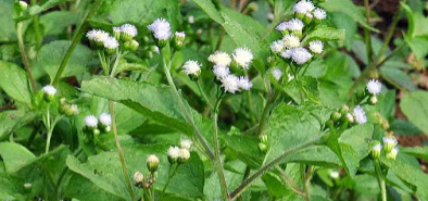 Manfaat Tanaman Babadotan untuk Kesehatan