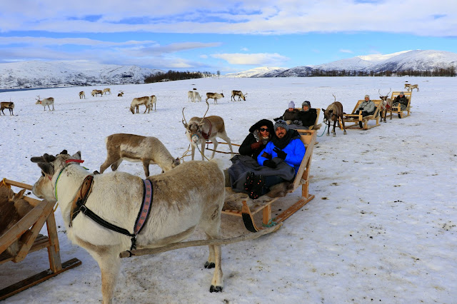 Tromso Arctic Reindeer Experience