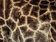 Posted by maggs mbey at 23:24 (the tallest giraffe in the world oxpecker giraffe dangerous animal attacksnews beautiful animal pictures funny animal picture the most amazing beautiful giraffe picture in the world)