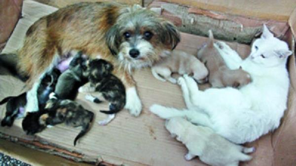 Puppies And Kittens Sleeping. puppies and kittens sleeping