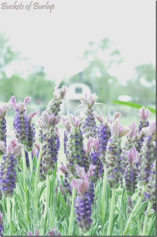 Spring garden 2