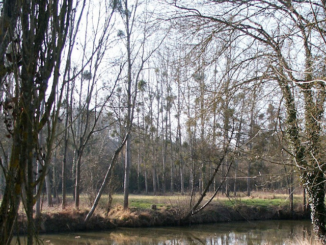 European Mistletoe Viscum album, Indre et Loire, France. Photo by Loire Valley Time Travel.
