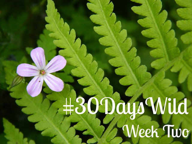 30 Days Wild Challenge 