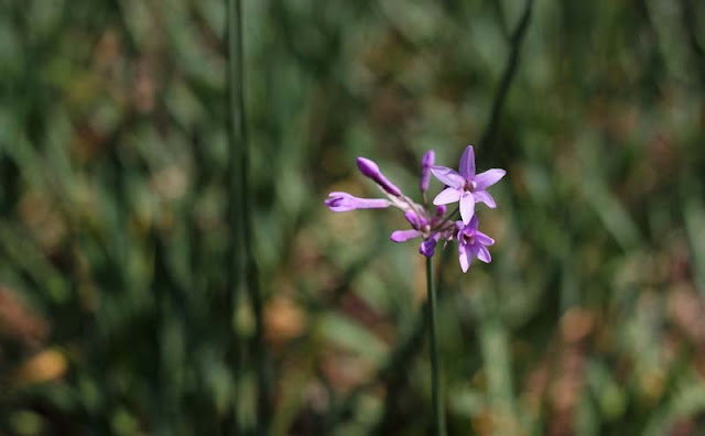 Society Garlic Flowers Pictures