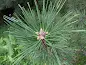 Pinus thunbergii - Japanese Black Pine care and cultivation