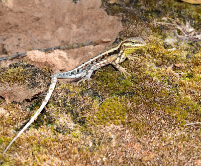 Lagartija chaqueña (Liolaemus chacoensis)