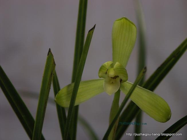 兰花 花:hua-09020512125513