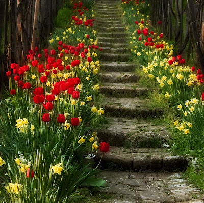 Stone stairs between tulip beds