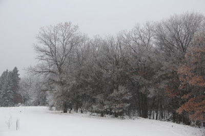 late December, mostly leafless oaks