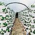 Vertikalni uzgoj jagoda: Vršne saksije pune roda