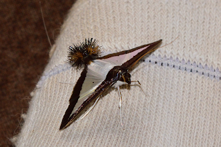 Pom Pom Moth