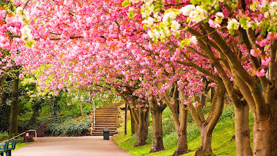 SPRING HD WALLPAPERS  38