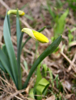 daffodil at Wabi Brook Studio