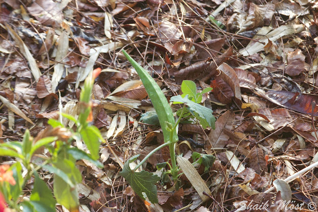 Okra in our vegetable garden