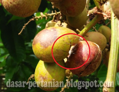  Pernahkah anda mengalami gagal panen buah matoa gara Penyebab Kulit Buah Matoa Pecah-Pecah dan Cara Mencegahnya