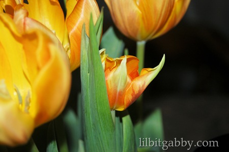 autumn tulip