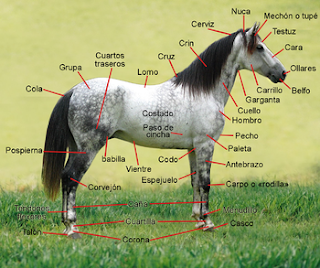 anatomía externa caballo