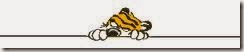 tiger peeking