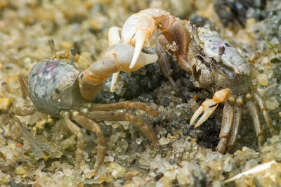 Atlantic Sand Fiddler Crab, Monomoy National Wildlife Refuge