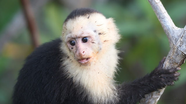 Mono capuchino. Viajes. Costa Rica.