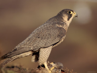 Falco peregrinus brookei - Halcón peregrino ibérico