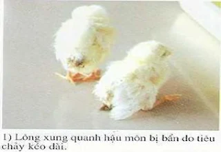 Hình 2. Gà con bị bệnh bạch lị