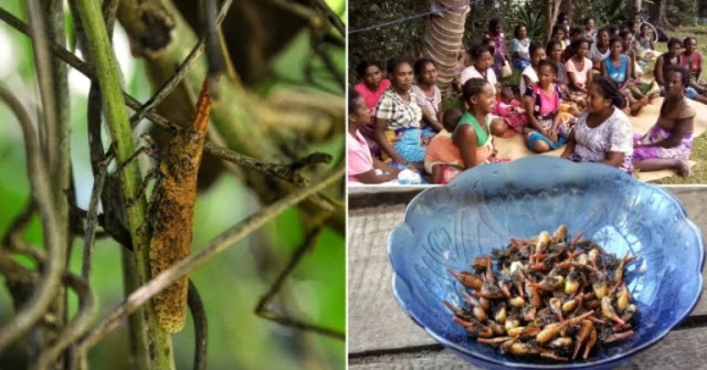 Un insecto que “sabe a tocino” podría ayudar a salvar a Madagascar del hambre