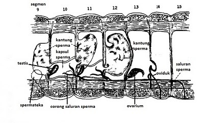 Struktur Reproduksi Annelida