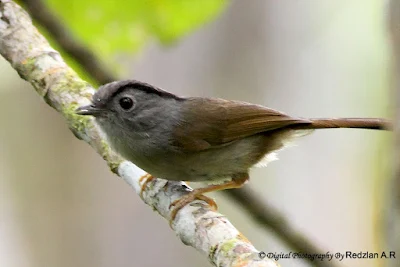 Mountain Fulvetta