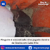 Pinguim é encontrado vivo jogado dentro de lixeira em Cabo Frio