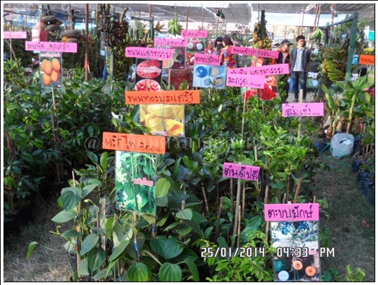 'งานเกษตรภาคอีสาน ขอนแก่น 2557
