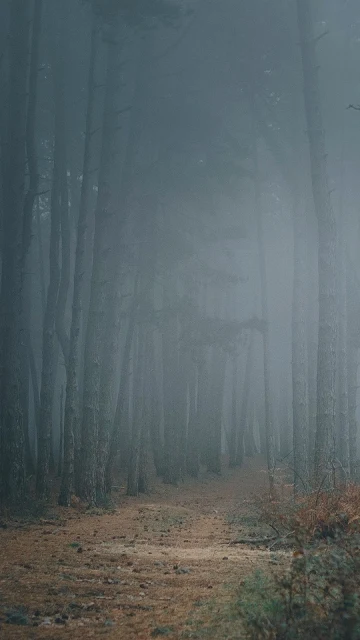 Floresta, Nevoeiro, Árvores, Caminho, Escuridão