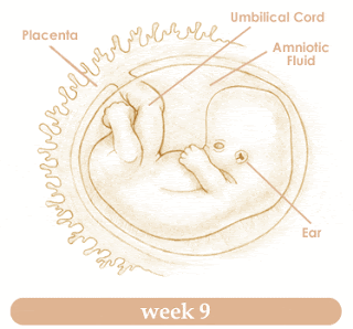 week 9 of pregnancy