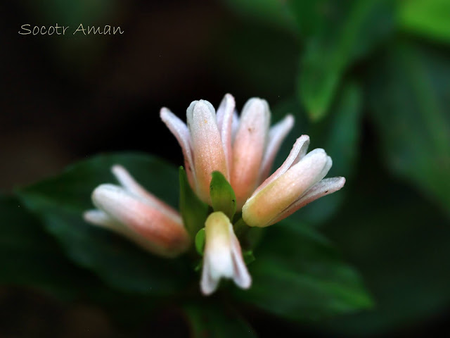 Goodyera foliosa