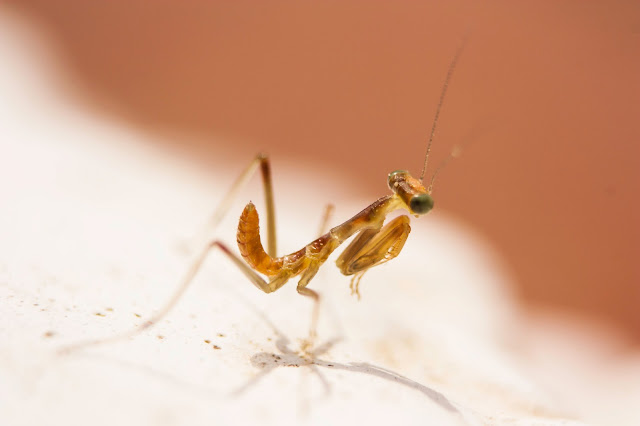 Fotografía macro de una cria de Mantis Religiosa