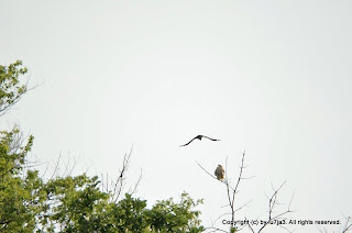 Red-tailed Hawks, American Crow