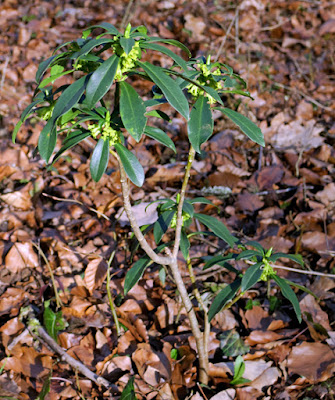 Laurier bois (Daphne laureola)