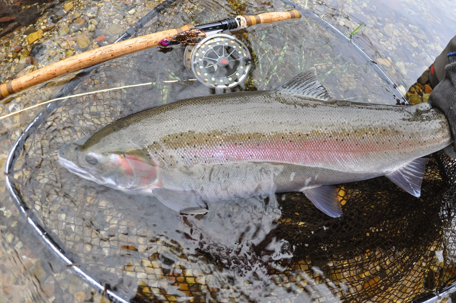 Fresh Steelhead AND WARMING TREND coming in...Atlantic ...