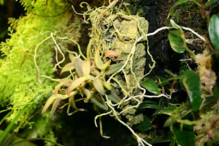 epidendrum porpax