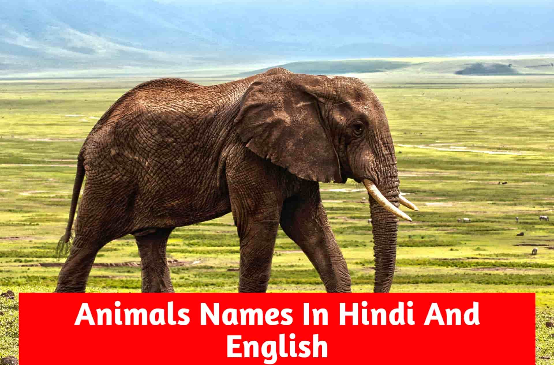 Animals name in hindi and english