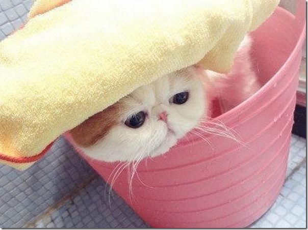 gato tomando banho (1)