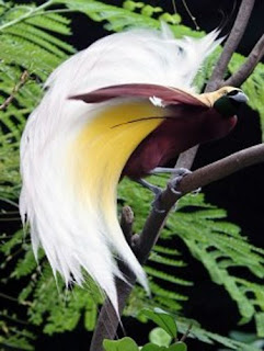 bird of paradise