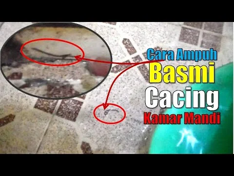 7 Cara Menghilangkan Cacing di Kamar Mandi, Lihat Yuk!