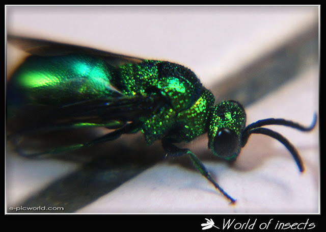 green metallic wasp picture picture