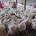 what is avian flu in humans