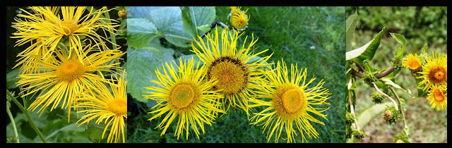 Ayurvedic Herbs Of Nepal , INULA RECEMOSA, पुष्करमूल, Puskarmul,