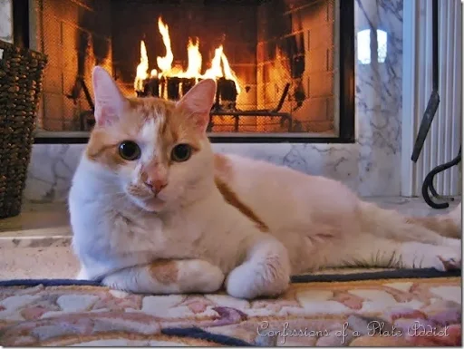 Baby Kitty